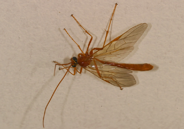 Ophion sp.? Ichneumonidae